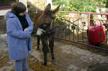 ferme-des-anes (3)