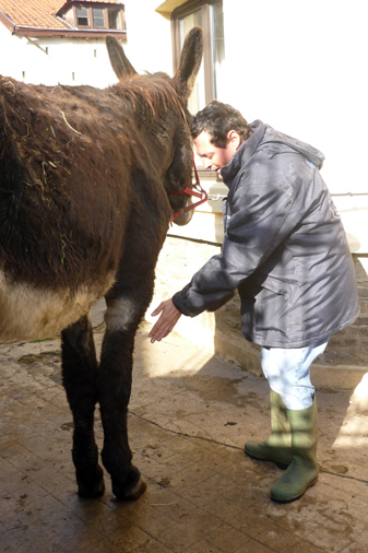 ferme-des-anes (4)