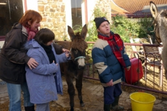 ferme-des-anes (2)