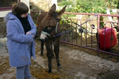 ferme-des-anes (3)